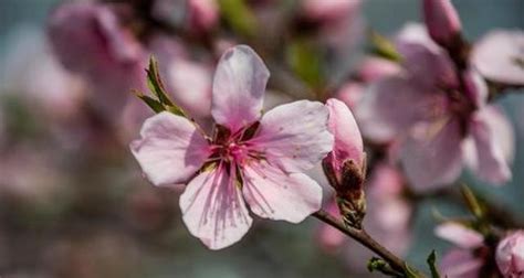 桃花寓意|桃花的文化意義探索